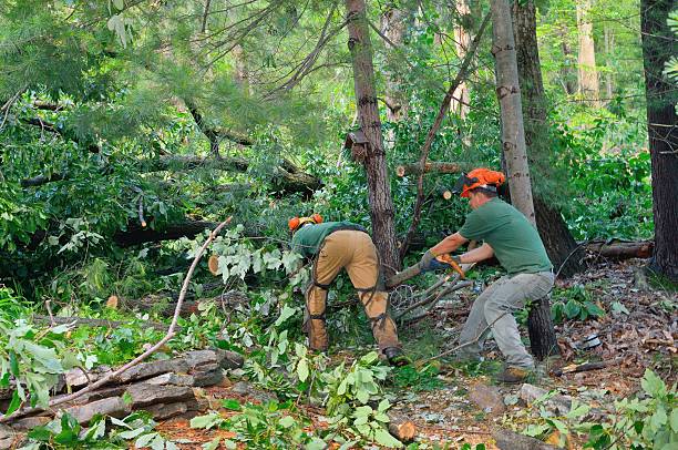 Best Emergency Tree Service  in Williamston, SC